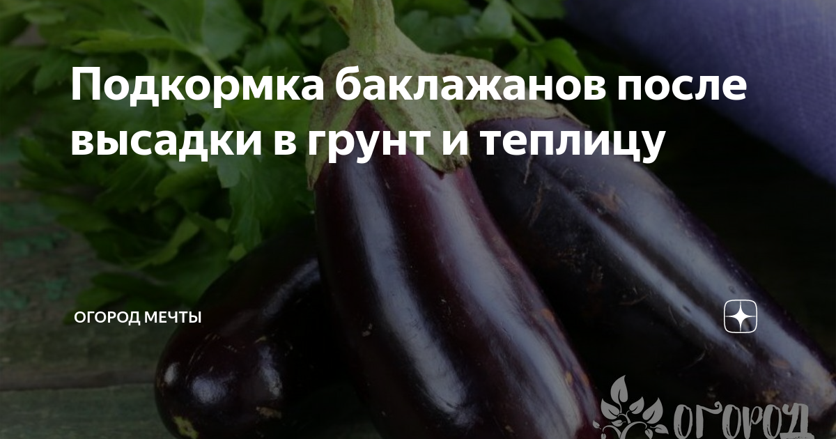 Подкормка баклажан. Подкормка баклажанов. Удобрение для баклажан. Подкормка баклажанов в теплице. Подкормка баклажанов в открытом грунте.