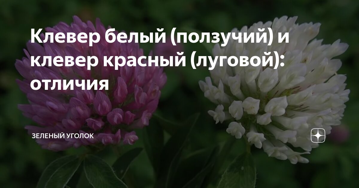 Различия клевера лугового и клевера ползучего. Сравнение клевера Лугового и ползучего таблица. Клевер гибридный розовый как приготовить отвар.