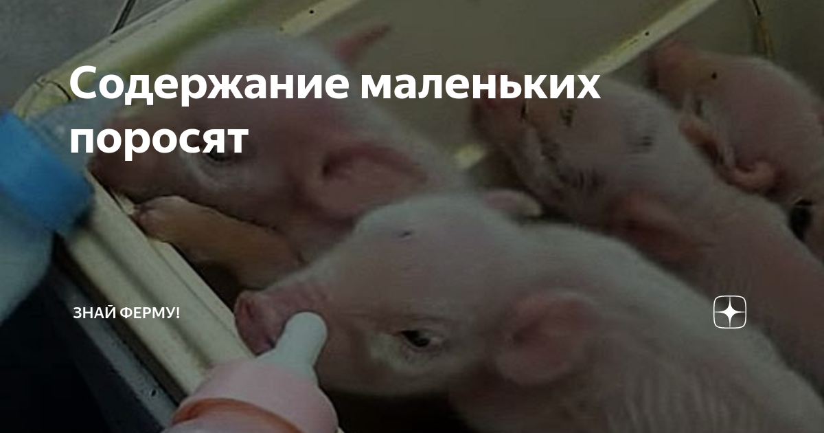 По пятьдесят и превратимся в маленьких поросят