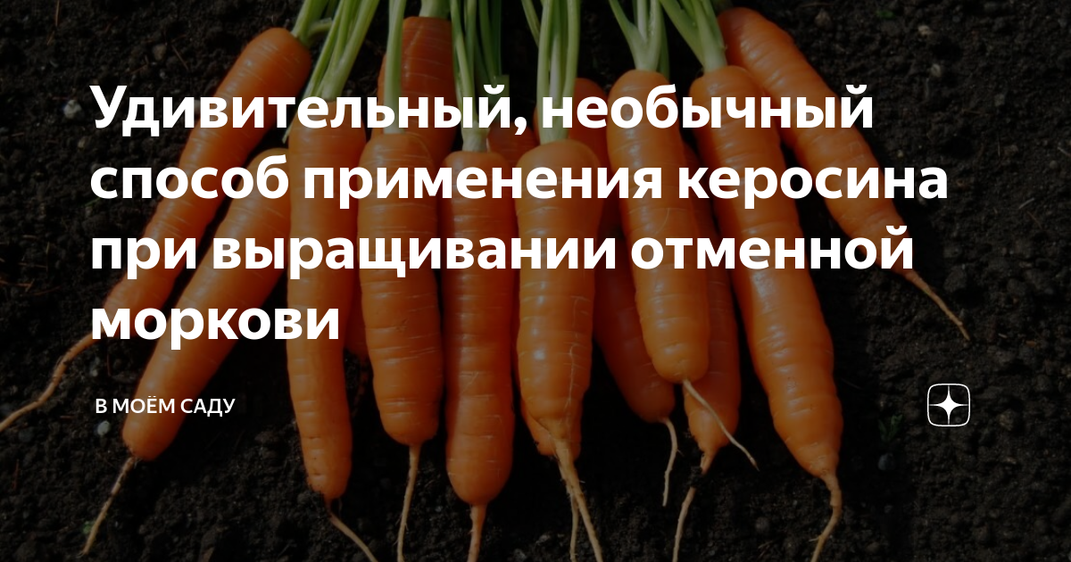 Обработка моркови керосином. Каким керосином можно обработать морковь. морковь керосином от сорняков до и после.