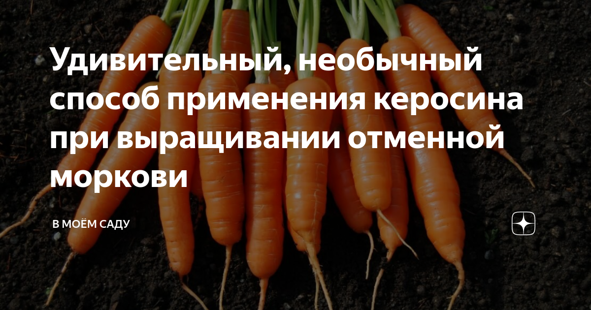 Полить морковь керосином от сорняков пропорции. Каким керосином можно обработать морковь. Морковь керосином от сорняков до и после.