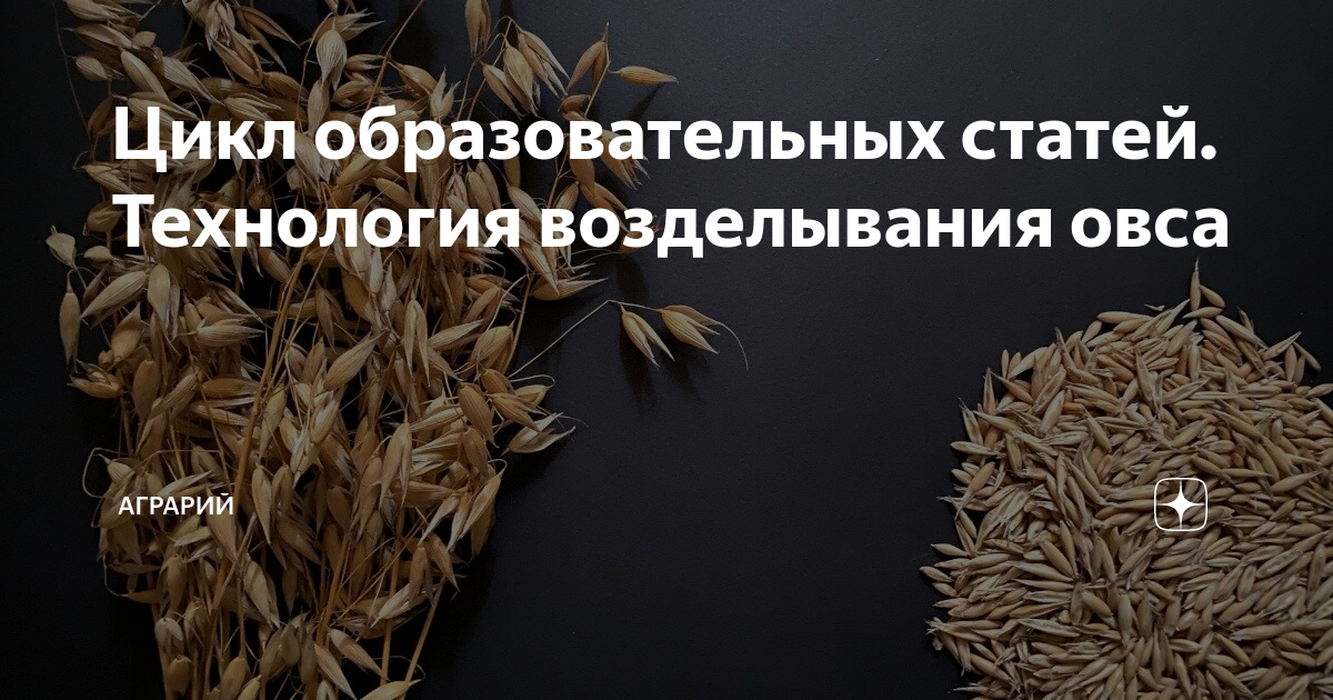 Курсовая овес. Ячмень требования к влаге. Овес для человека. Овес пленчатый. Овес презентация.