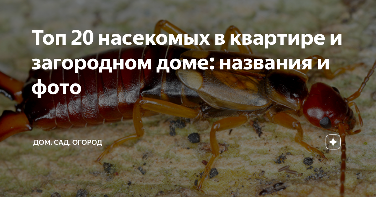 Топ 20 насекомых в квартире и загородном доме: названия и фото | ДОМ ...