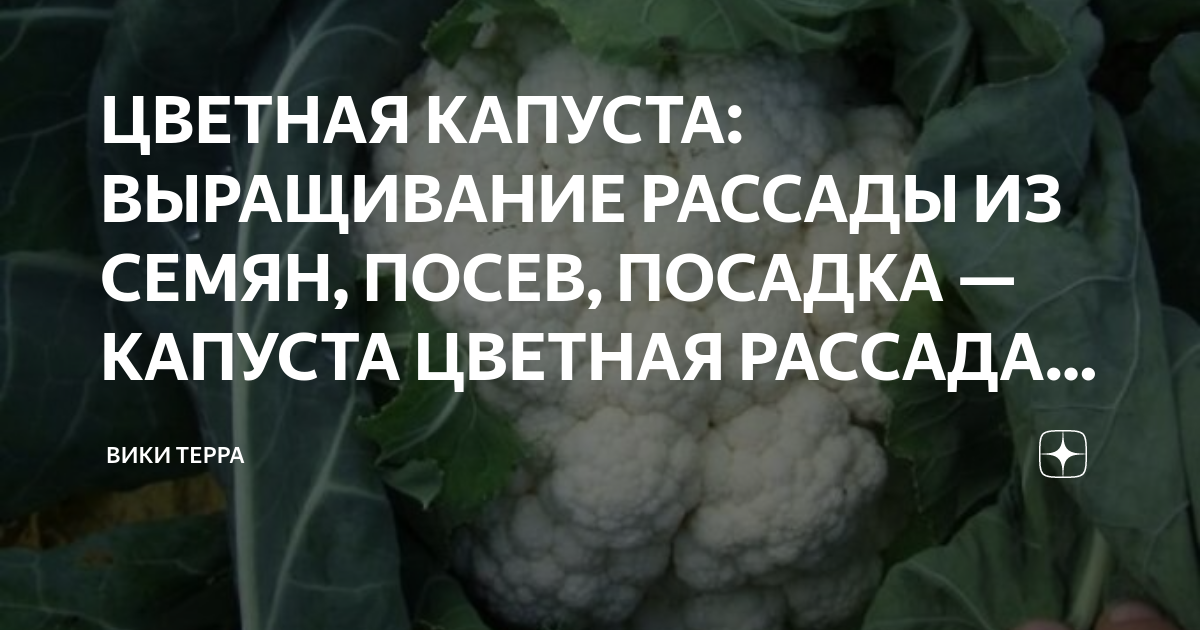 После чего сажать цветную капусту. Цветная капуста когда сажать на рассаду. Когда высаживать цветную капусту. Можно ли выращивать цветную капусту в теплице.