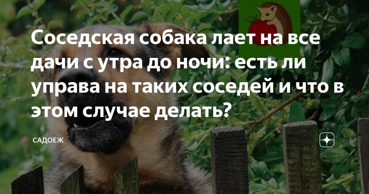 Соседские собаки мешают спать. Соседская собака лает по ночам что делать. Собаки лают по ночам что делать если у соседей. У соседей лает собака что делать по закону. Что делать с соседями у которых постоянно лает собака.