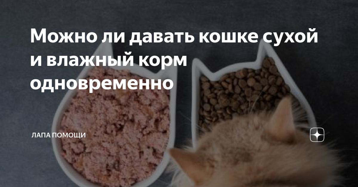 Рацион кота натуральной пищей. Какие продукты можно давать кошкам. Сухой и влажный корм для кошек одновременно. Можно ли кошке есть после. Можно ли кошке есть после.