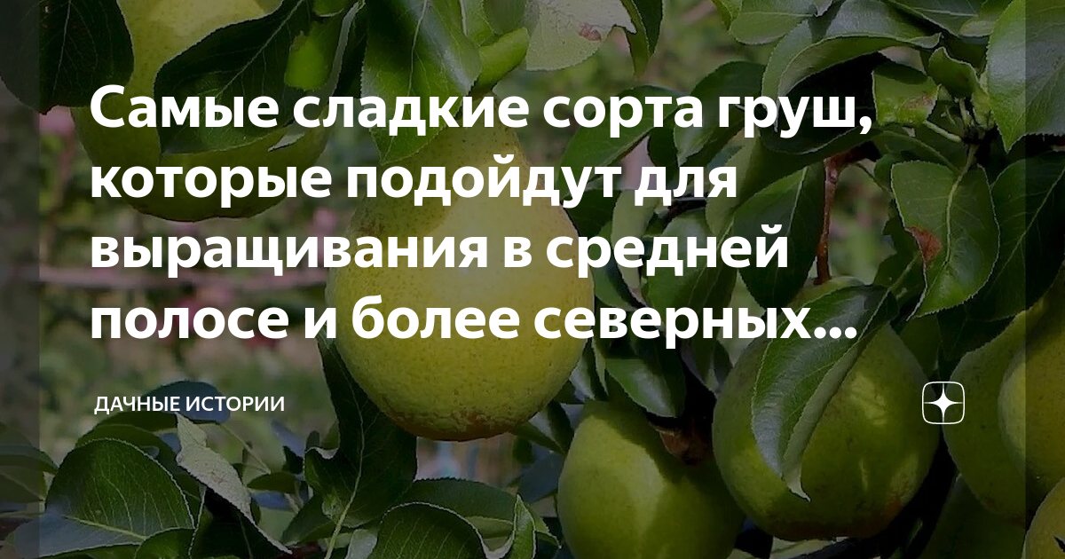 Правила ухода за растением