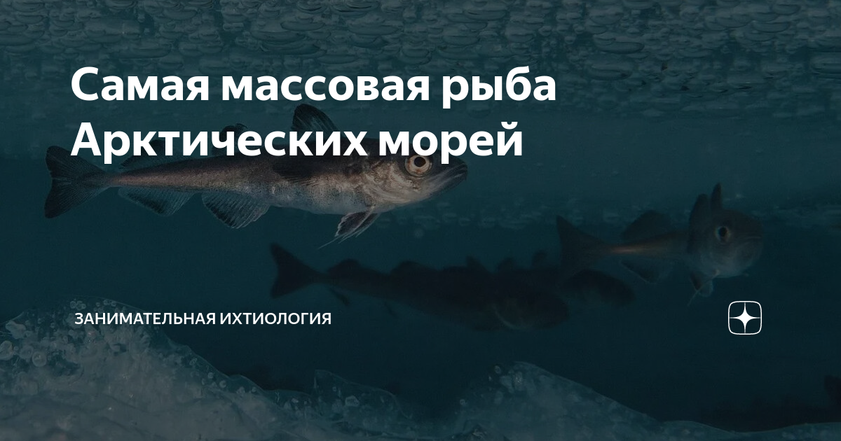 Рыбы в арктической пустыне. Треска арктических пустынь. Тихоокеанская треска. Арктическая пустыня рыбы с названиями. Рыбы арктических пустынь.