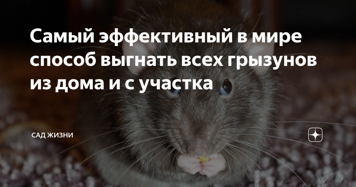 Самый эффективный в мире способ выгнать всех грызунов из дома и с ...