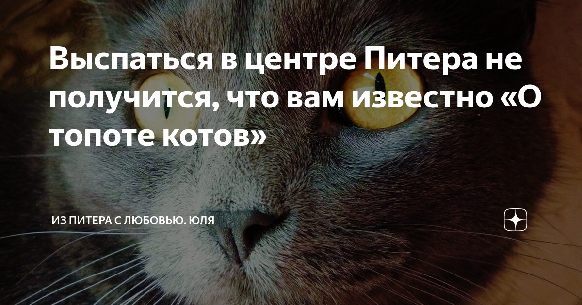 Из питера с любовью юля. Топот котов. Топот котов ночной. Юлия Надеждинская дзен из Питера с любовью.