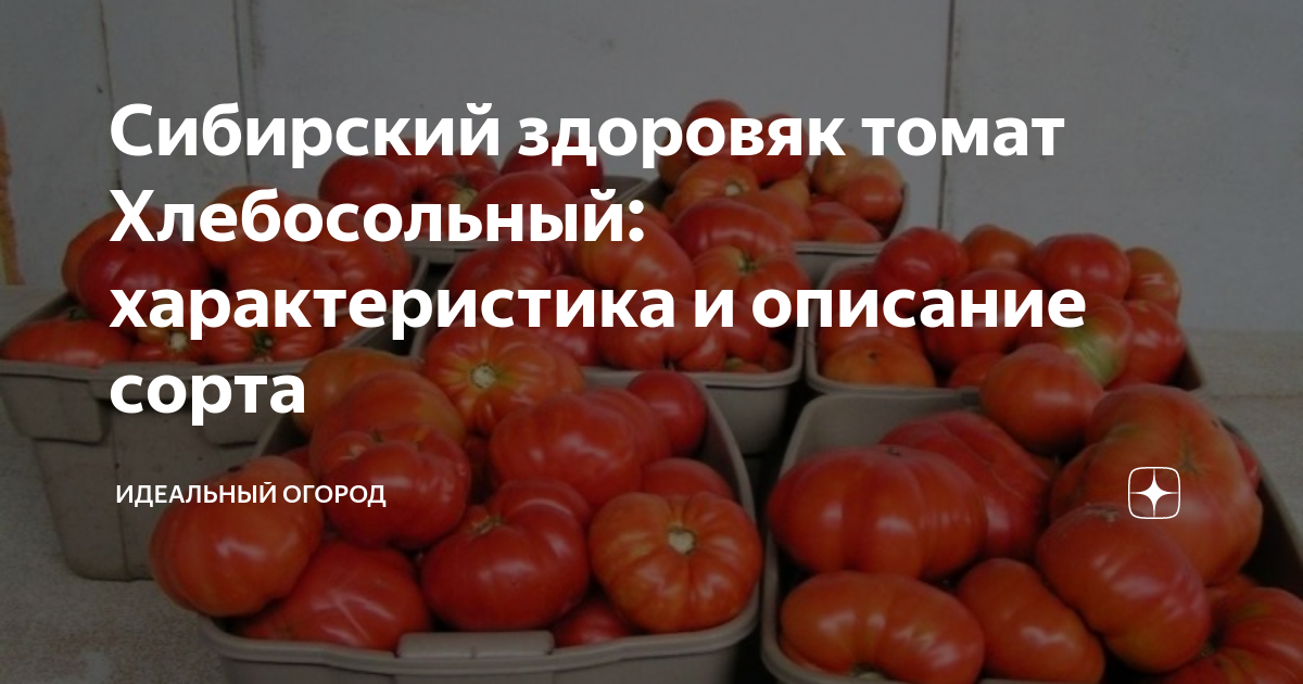 Томат сорт ХЛЕБОСОЛЬНЫЙ/Крупноплодные томаты/Урожайные сорта томатов - YouTube