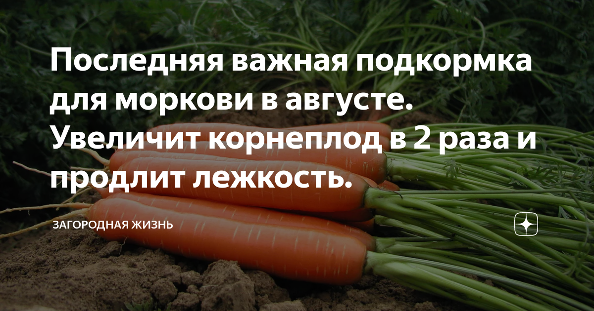 Чем подкормить морковь в начале июля. Чем и когда подкармливать морковь. Чем удобрять морковь для роста корнеплода. Чем подкормить морковь при посадке весной в открытый грунт. Как удобрять морковь в открытом грунте