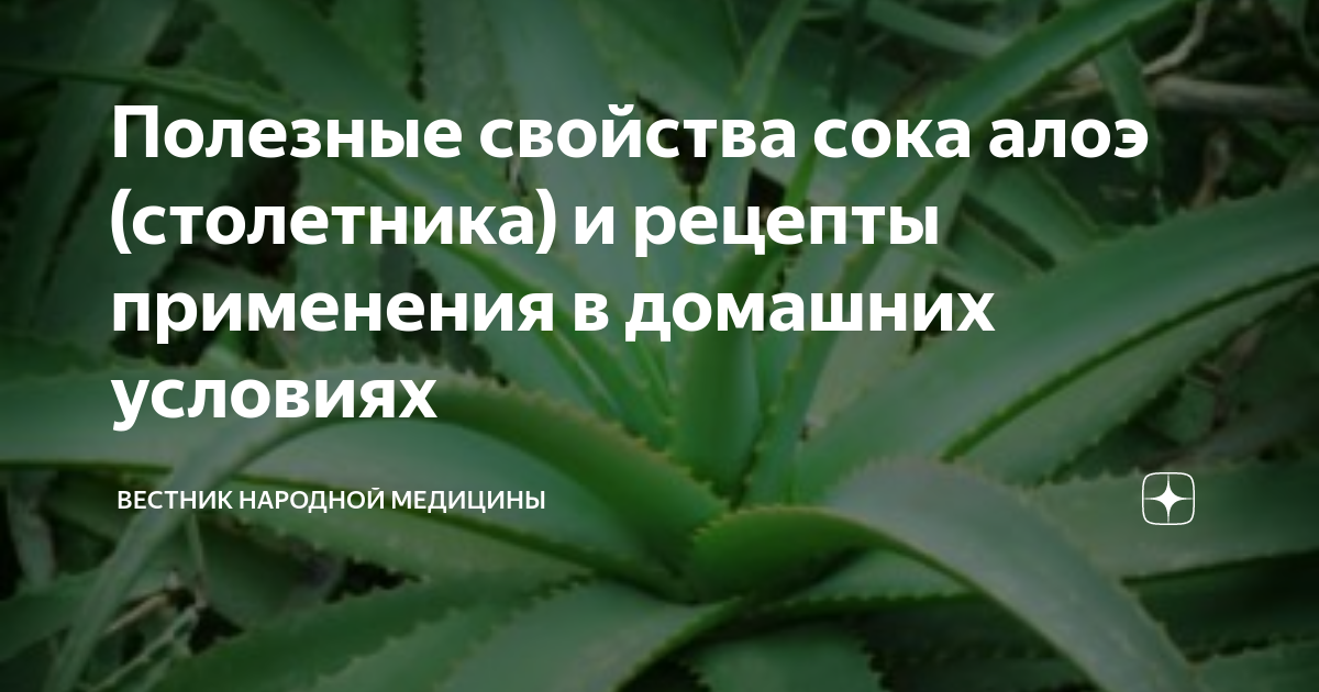 Алоэ с медом – от чего помогает? Рецепты, лечебные свойства и противопоказания | VK