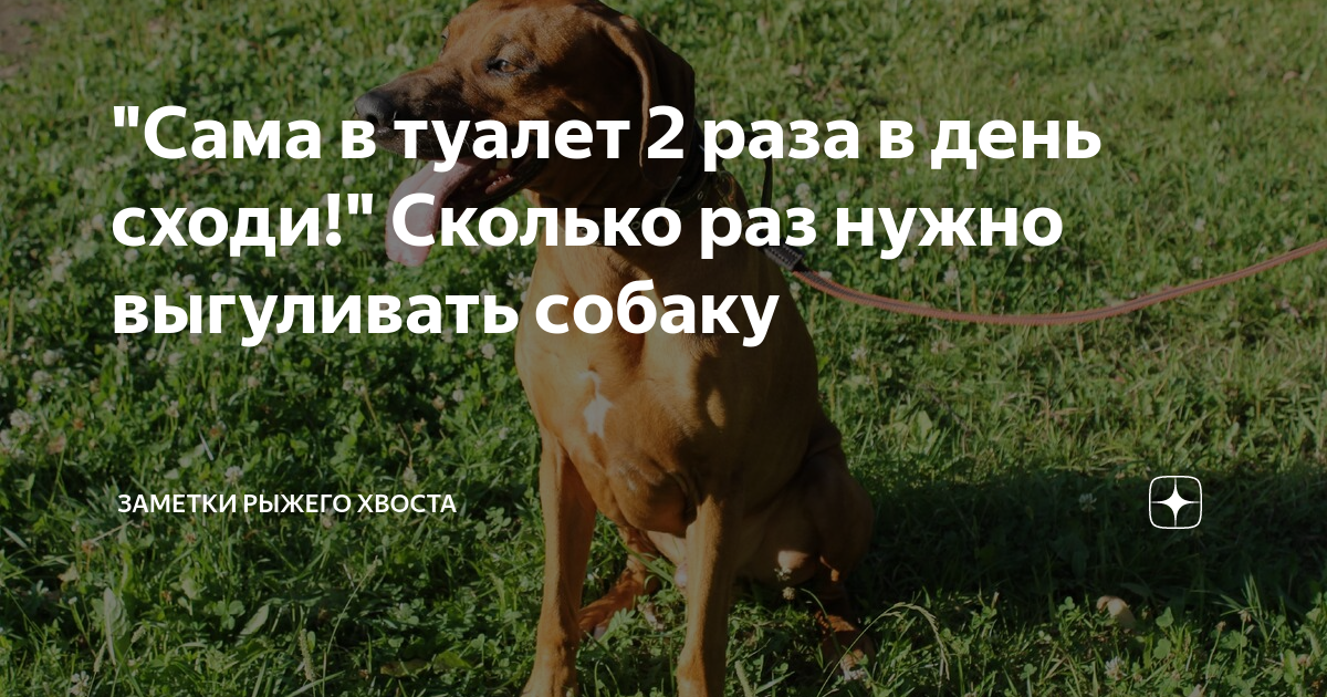 Сама в туалет 2 раза в день сходи!" Сколько раз нужно выгуливать собаку |  Заметки Рыжего хвоста | Дзен