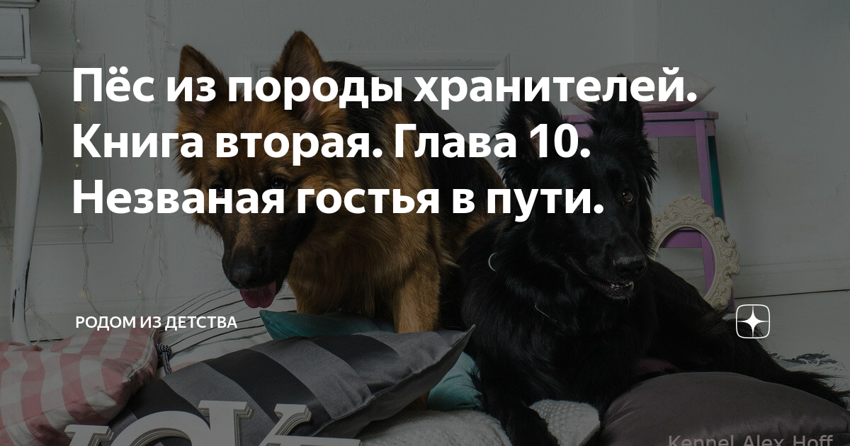 Пёс из породы хранителей. Книга вторая. Глава 10. Незваная гостья в ...