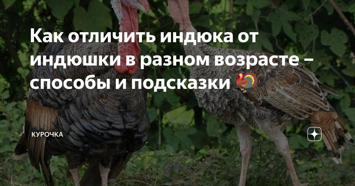 Отличие индюка от индюшки в 2 месяца фото