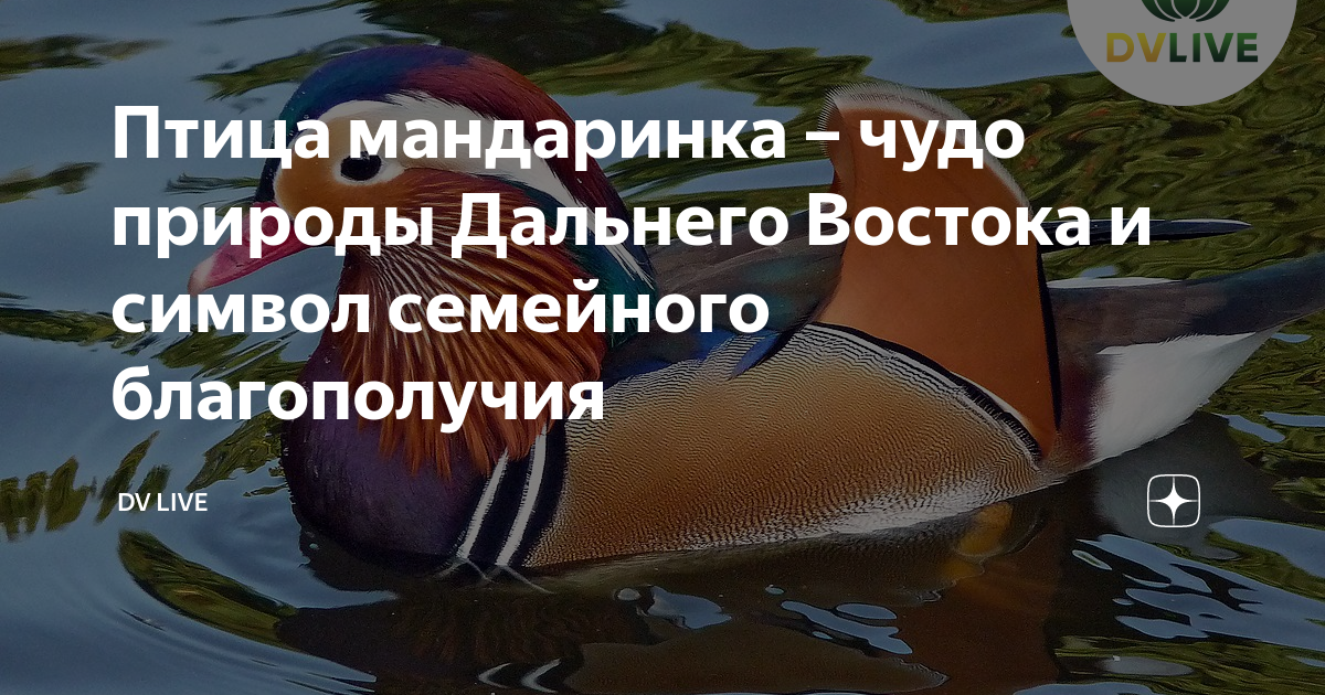 Птица мандаринка – чудо природы Дальнего Востока и символ семейного ...