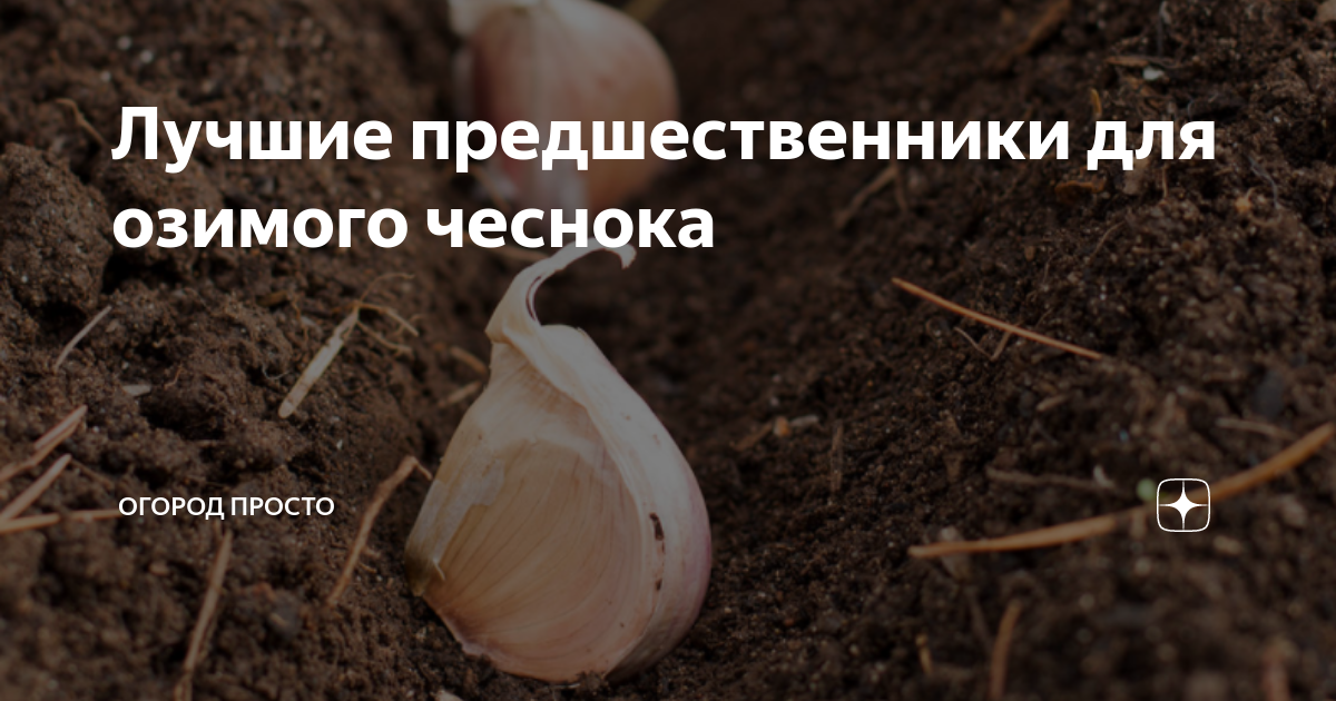 Предшественники для чеснока под зиму лучшие посадки. Хорошие предшественники для чеснока. лучший предшественник для чеснока озимого. предшественники для чеснока озимого. предшественники чеснока при посадке под зиму озимого чеснока.