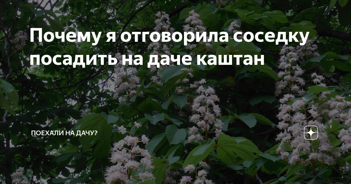 Почему я отговорила соседку посадить на даче каштан | Поехали на дачу ...