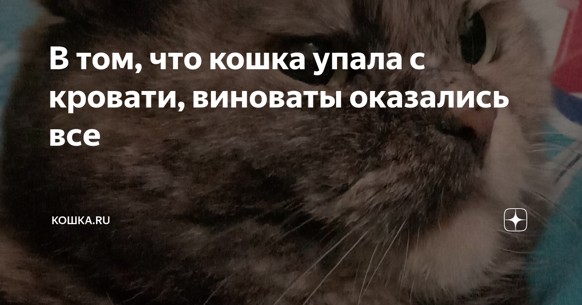 Вместе доставали. Котенок сорвался ЧМТ. Котёнок упал лицом в сметану.