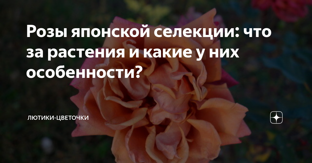 Розы японской селекции: что за растения и какие у них особенности ...
