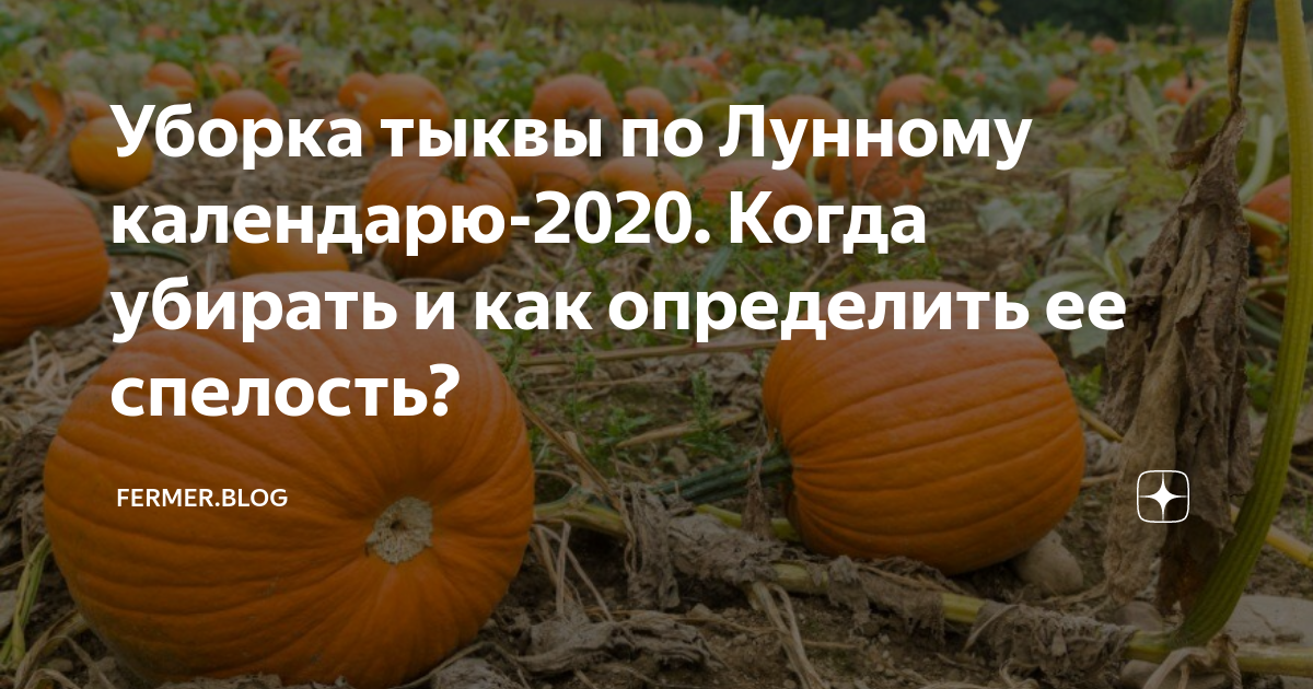 Сроки уборки тыквы. Когда убирать тыкву. Как найти деревню по Тыквам