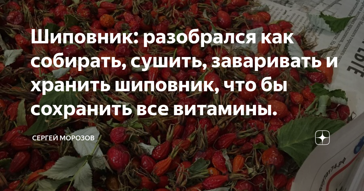 Как сохранить шиповник. Шиповник как сохранить. Как правильно заваривать шиповник чтобы сохранить витамины. Как сушить шиповник чтобы сохранить витамины. Набрать шиповник.