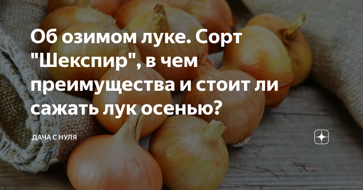 Озимый лук-севок Шекспир: описание, время посадки, вкусовые качества, отзывы Lif