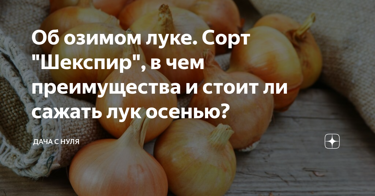 Лук шекспир описание сорта фото