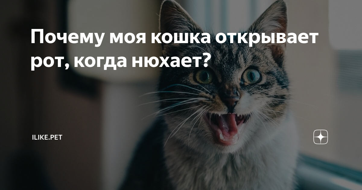 Кошки нюхают ртом. Коты с открытым ртом нюхают. Кошка нюхает и открывает рот. Кошка нюхает и открывает рот почему. Кошка понюхала и открыла рот.