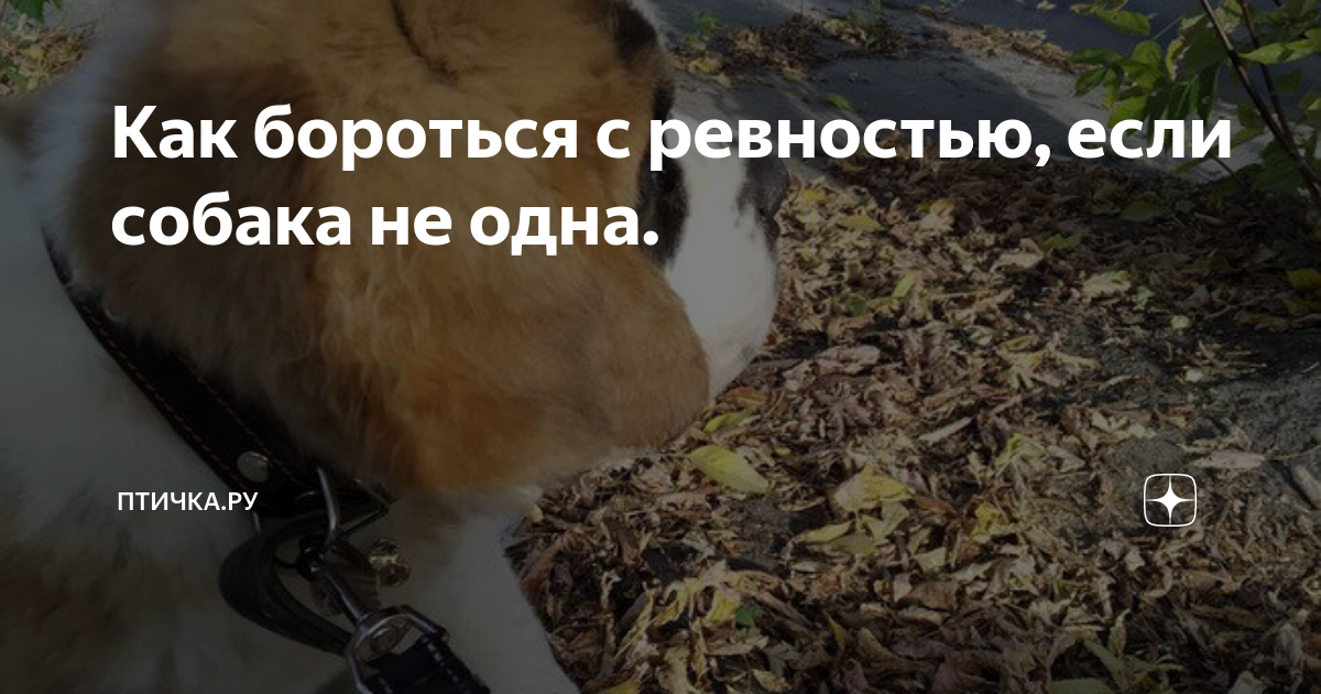 Как бороться с ревностью, если собака не одна. | ПТИЧКА.РУ | Дзен