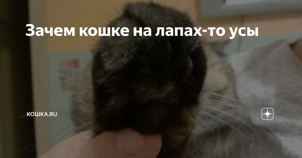 Зачем кошке на лапах-то усы | Кошка.ru | Дзен