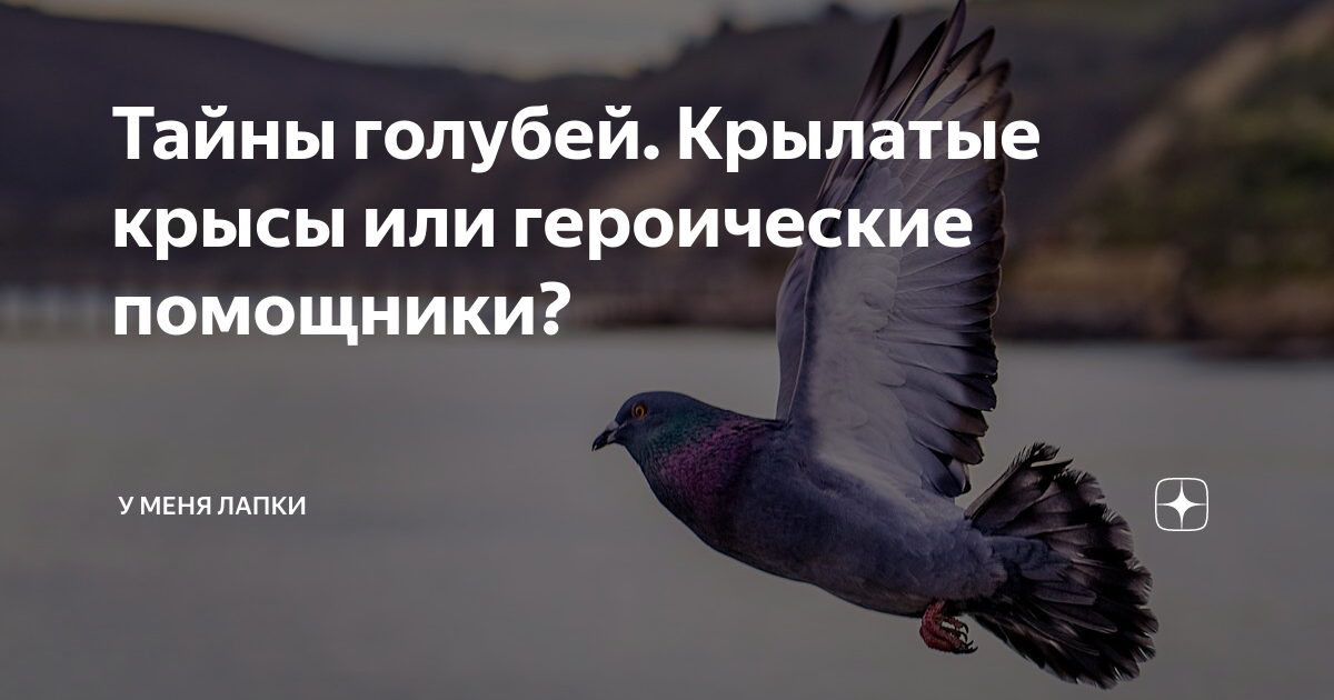 Как растут голуби. Плакат с мертвыми голубями. Тайны голубей. Голуби cs go. Маленькие голуби.