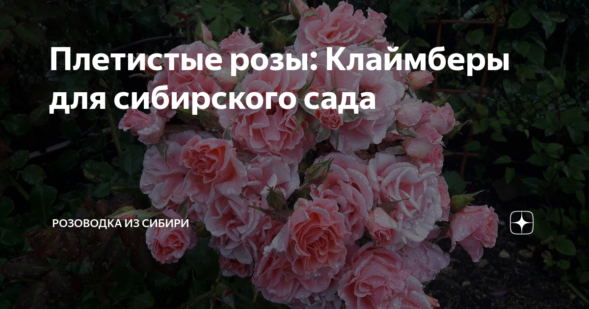 Плетистые розы: Клаймберы для сибирского сада | Розовый сибирский сад ...