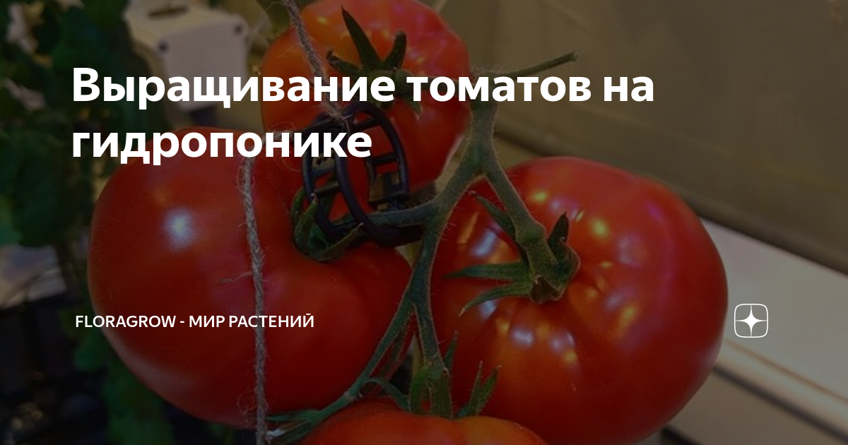 Особенности выращивания томата на гидропонике: полное руководство от эксперта
