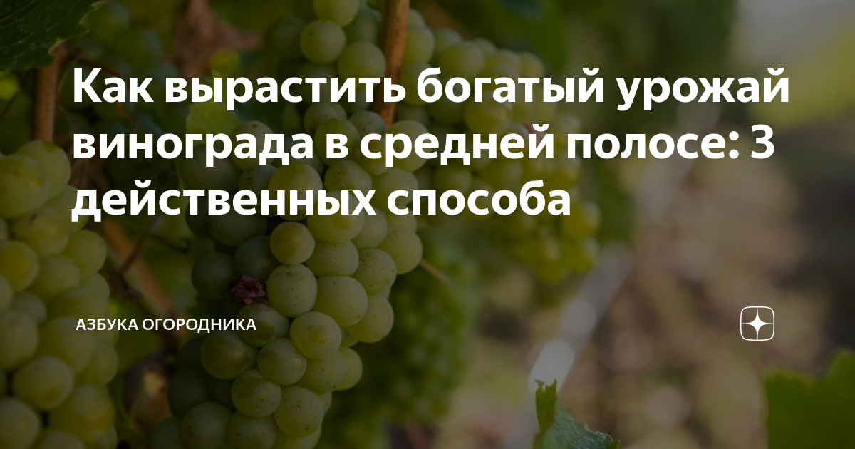 Методы обрезки и формировки лозы