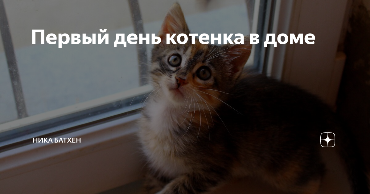 Пенистый стул у котенка