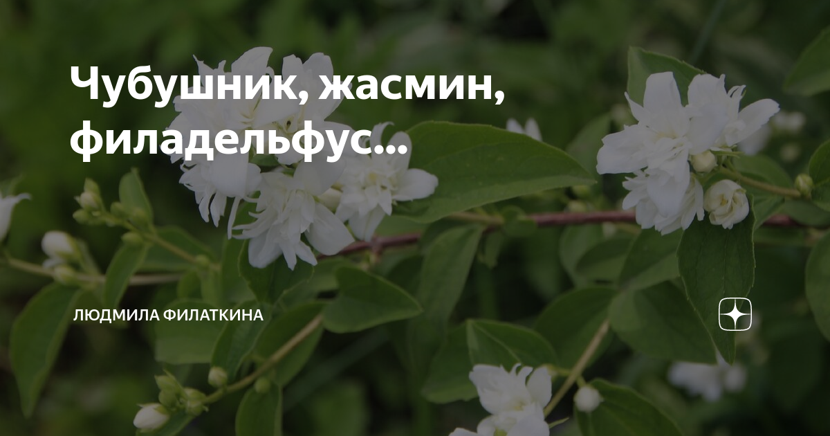 Чубушник, жасмин, филадельфус... | Людмила Филаткина | Дзен