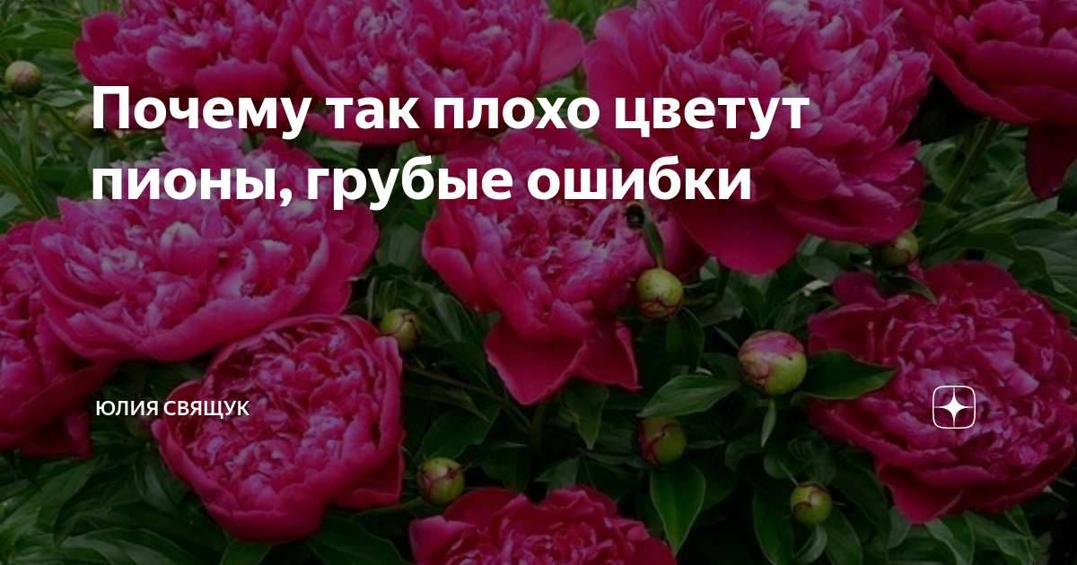 Почему плохо цветут. Пион не цветет. Пион плохо цветет. Почему не цветут пионы. Почему перестал цвести пион.