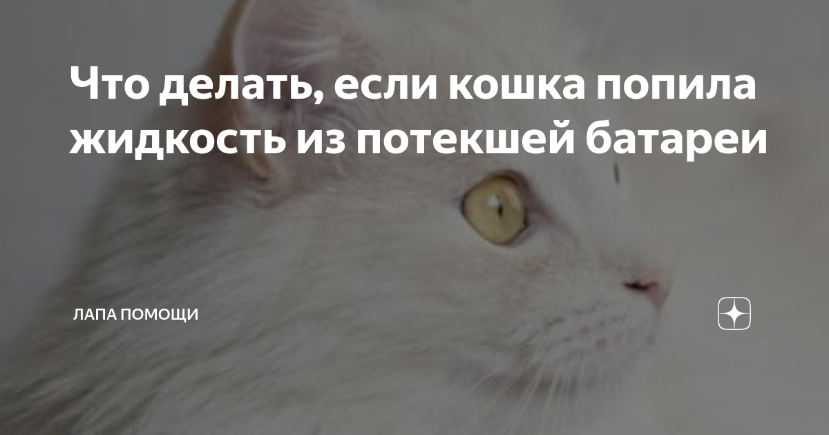 Что делать, если вашей кошке необходимо восстановление после попадания в необходимость перемерзания от батареи
