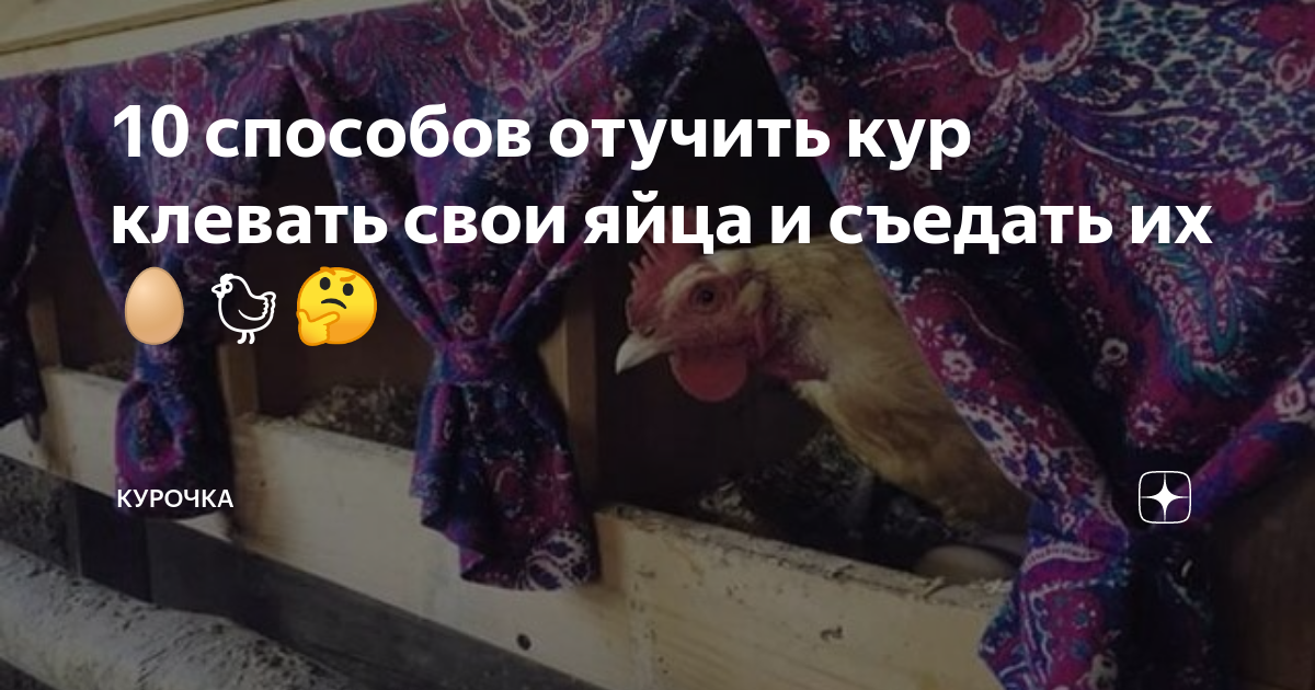 Что делать, чтобы куры не клевали свои яйца: положите это в гнездо и проблема решится — Разное