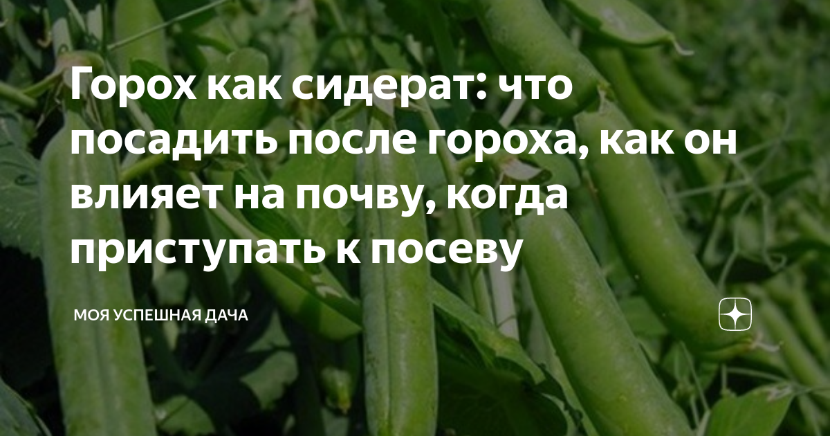 Что посадить после гороха. Почва после гороха. сидерат горох картинки. горох как влияет на давление.