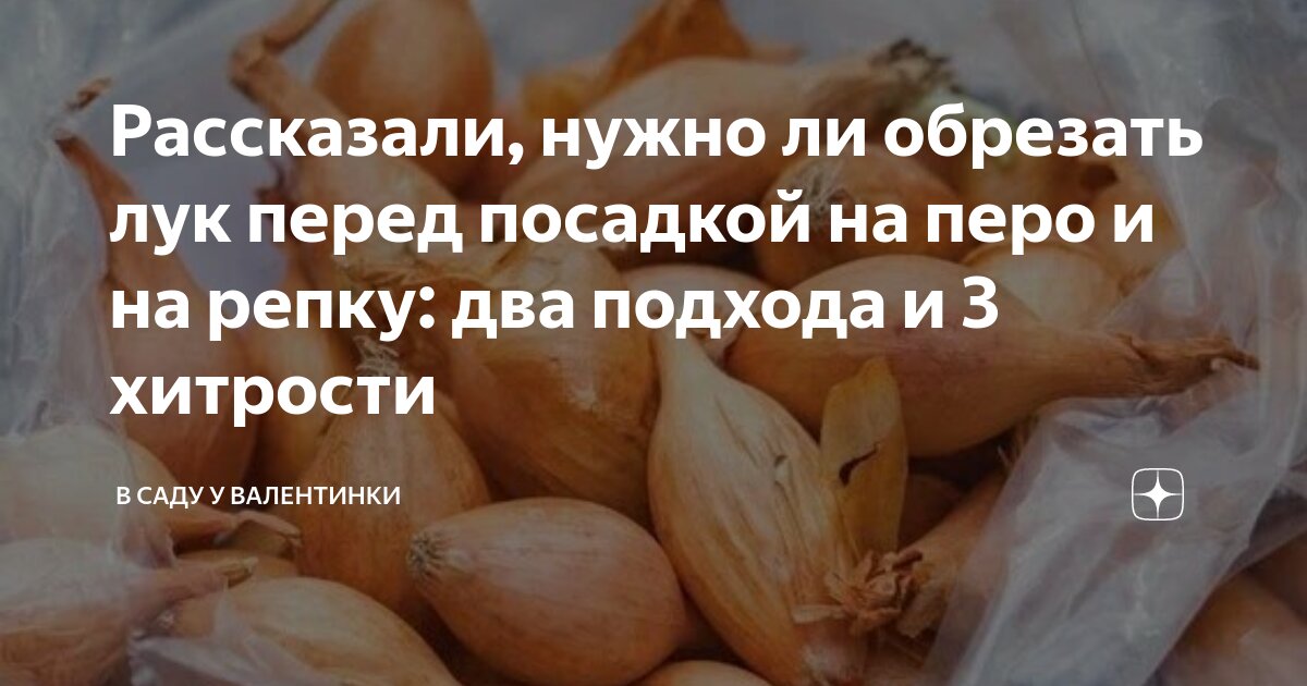 Нужна ли лук обрезать. Надо лук обрезать перед посадкой. Подрезать лук перед высадкой. Как обрезать лук перед посадкой на репку фото.