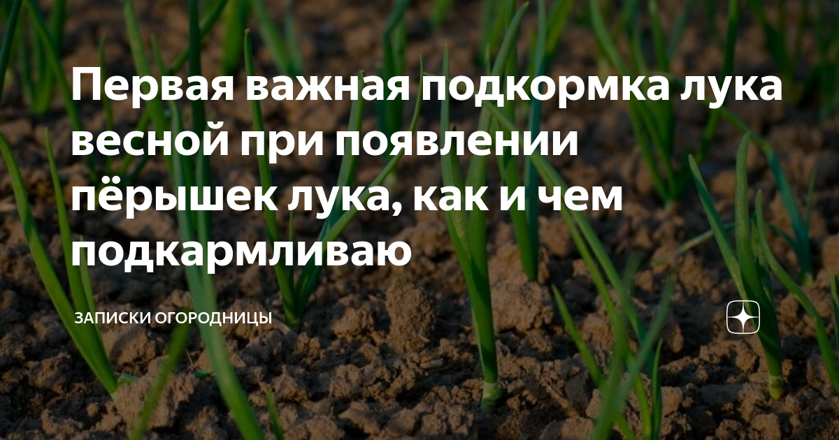 Первая важная подкормка лука весной при появлении пёрышек лука, как и ...