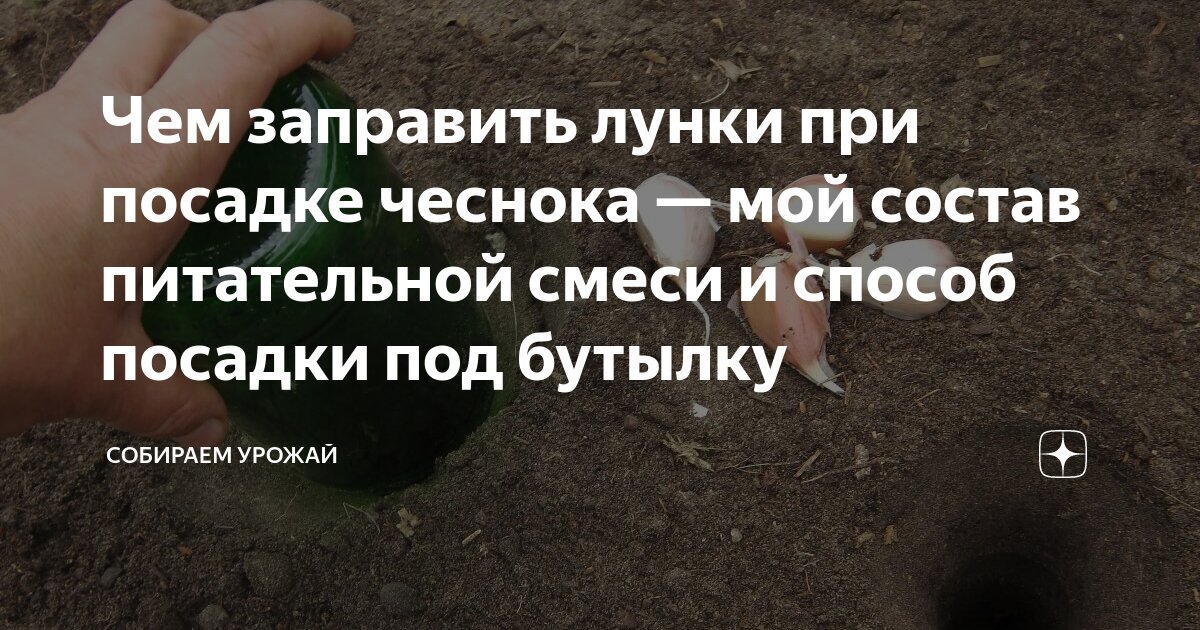 Что добавить в лунку при посадке чеснока