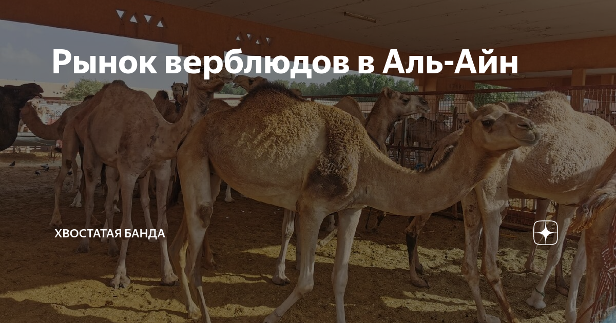 Типы верблюдов. Двугорбый верблюд бактриан. Верблюд дромадер. Гонки на верблюдах. Бактриан ареал.