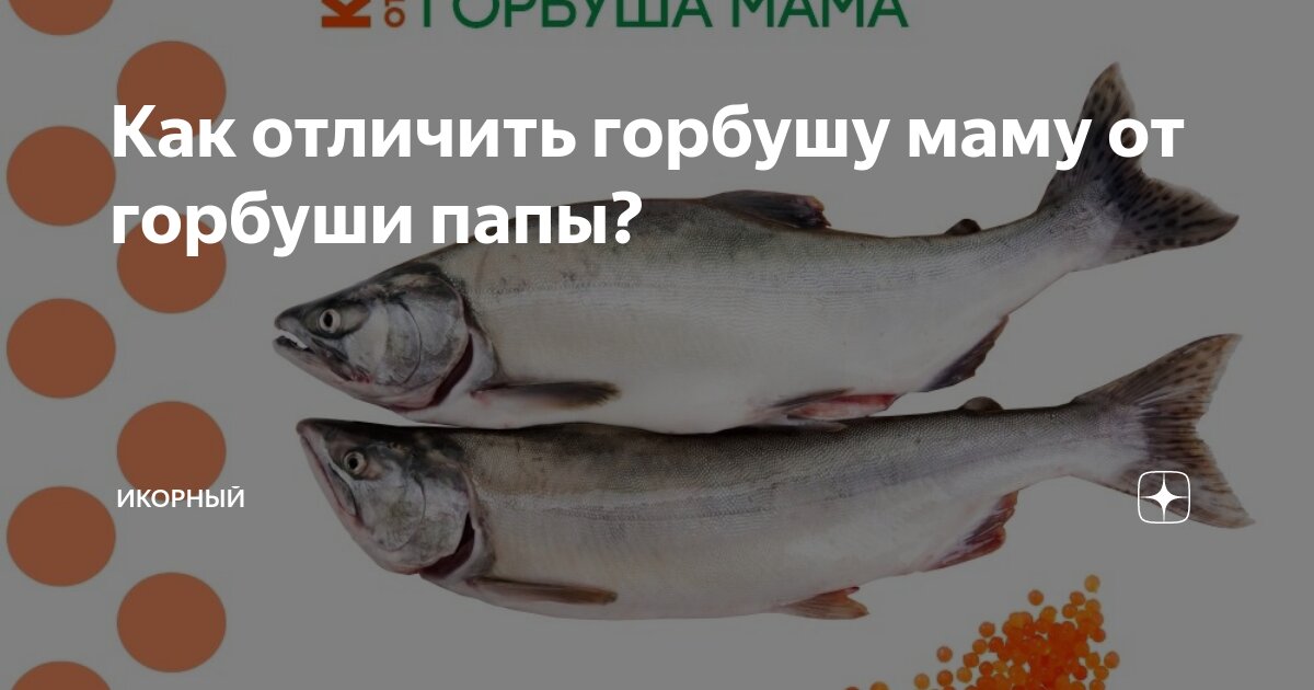 Самка горбуши как отличить от самца