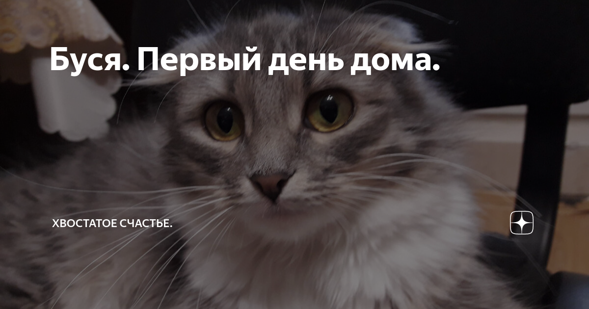 Про бусю и баню дзен хвостатое счастье. Хвостатое счастье дзен баня и Буся.