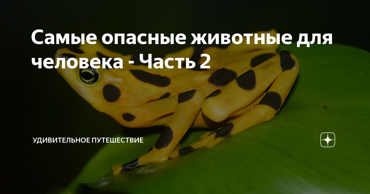 самые опасные дикие животные в мире