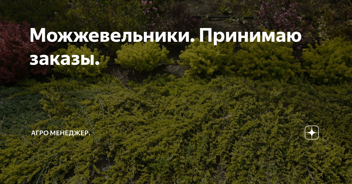 Можжевельник мангольд. Можжевельник приметы. Можжевельник приметы. Уход за можжевельником в домашних условиях. Juniper shade модель.